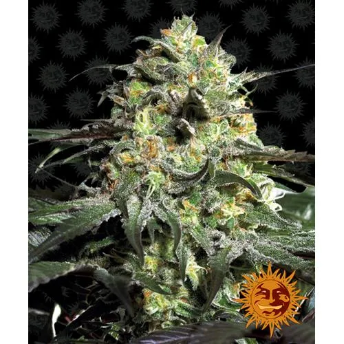 BARNEY'S FARM - PEYOTE COOKIES FEM - 5 SEMI