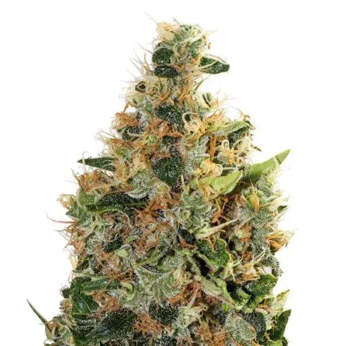 PIANTA GURU - BEATNIKUSH FEM - 6 SEMI