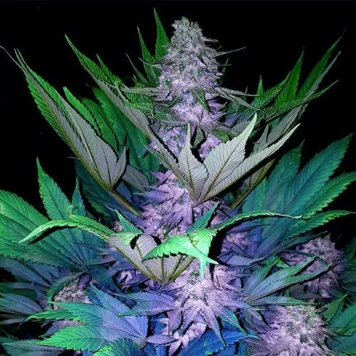 PIANTA GURU - JAMAICAN BLUE MOUNTAIN AUTO - 5 SEMI