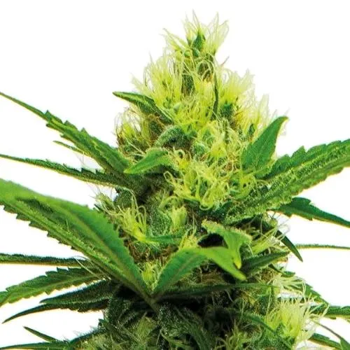 PIANTA GURU - ENERGY CBD - 5 SEMI