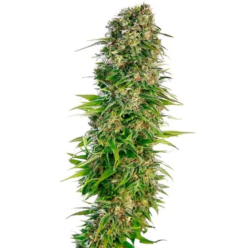 SENSI SEEDS - HINDU KUSH AUTOMATICA - 10 SEMI