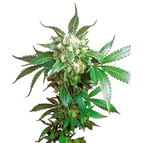 SENSI SEEDS - BLACK DOMINA FEMMINIZZATA - 5 SEMI