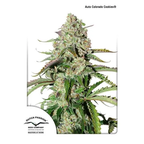 DUTCH PASSION - COLORADO COOKIES AUTO - 7 SEMI