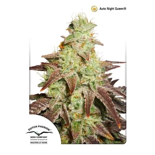 PASSIONE OLANDESE - AUTO NIGHT QUEEN - 7 SEMI