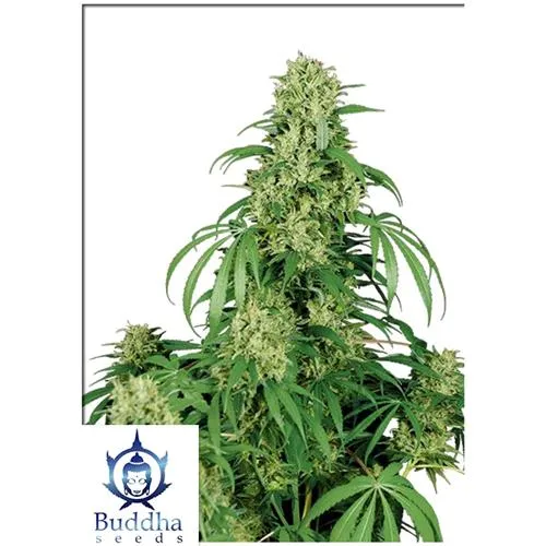 SEMI DI BUDDHA - CALAMITY JANE AUTO - BLISTER 10 SEMI