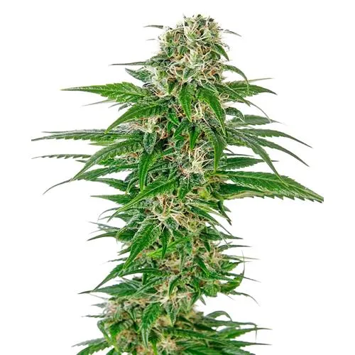 SENSI SEEDS - EARLY SKUNK AUTOMATIC - SERIE REDUX - 10 SEMI
