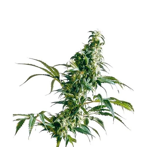SENSI SEEDS - SATIVA MESSICANA FEMMINIZZATA - 5 SEMI