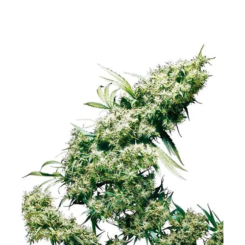 SENSI SEEDS - JAMAICAN PEARL FEMMINIZZATO - 3 SEMI