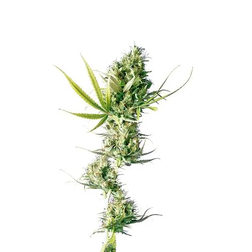 SENSI SEEDS - DURBAN FEMMINIZZATO - 10 SEMI