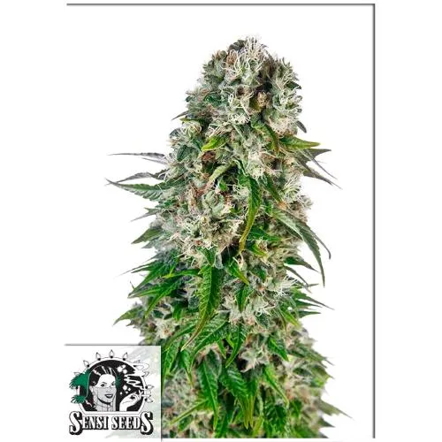 SENSI SEEDS - BIG BUD AUTOMATIC - SERIE REDUX - 3 SEMI