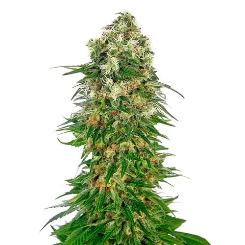 SENSI SEEDS - SHIVA SKUNK AUTOMATICA - SERIE REDUX - 3 SEMI