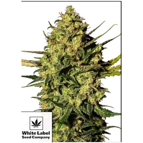 ETICHETTA BIANCA - MASTER KUSH AUTOMATICA - 3 SEMI