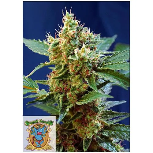 SWEET SEEDS - CREMA MANDARINE XL AUTO - BULK 25 SEMI