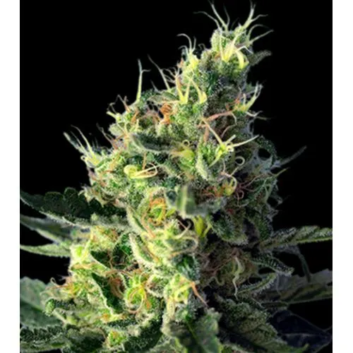 HSB - DIESEL CBD FEM - <0.5% THC CBD 10-18% CBD - 25 SEMI