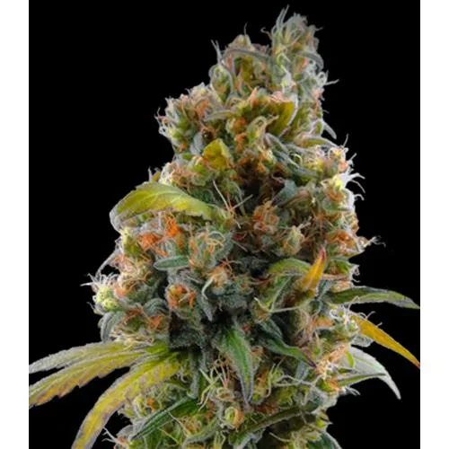HSB - CANNADIOLO FEM - <0.5% THC - 25 SEMI