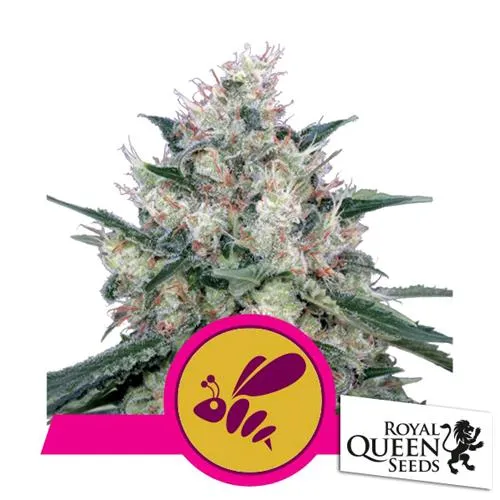 SEMI DI ROYAL QUEEN - ROYAL CARAMEL FEM - 5 SEMI