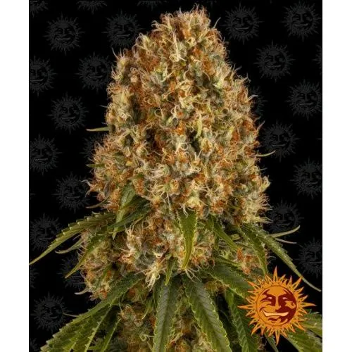 BARNEY'S FARM - ORANGE SHERBERT FEM- 3 SEMI