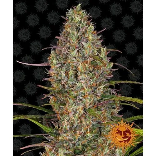 BARNEY'S FARM - COLLA GELATO AUTO - 1 SEME