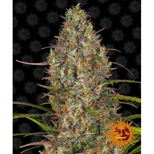 BARNEY'S FARM - COLLA GELATO AUTO - 10 SEMI