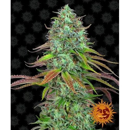 BARNEY'S FARM - LSD AUTOMATICA - 10 SEMI