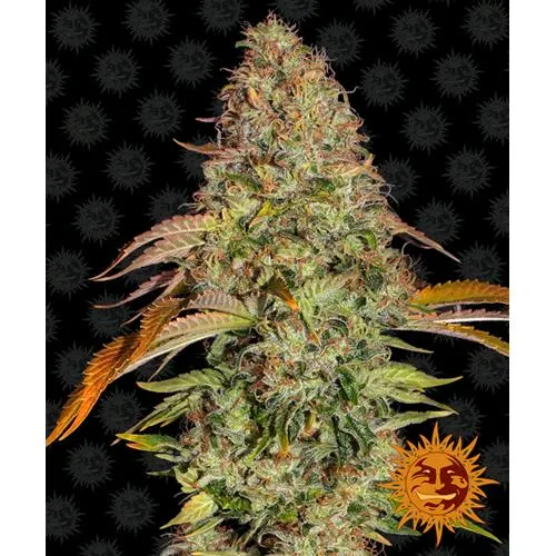 BARNEY'S FARM - ZKITTLEZ OG AUTO AUTOFIORENTE - 10 SEMI