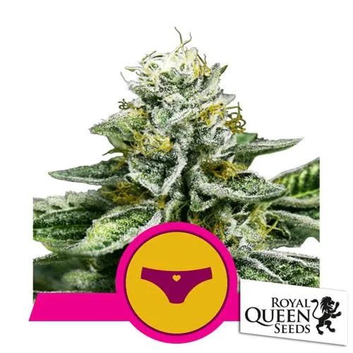 ROYAL QUEEN SEEDS - SHERBET QUEEN FEM - 3 SEMI - USA PREMIUM
