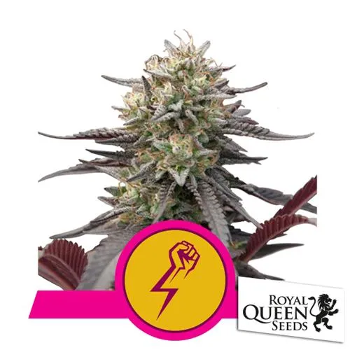 ROYAL QUEEN SEEDS - GREEN CRACK PUNCH FEM - 3 SEMI - USA PREMIUM