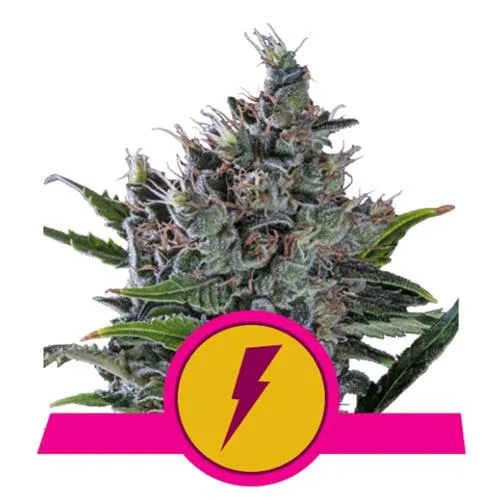 ROYAL QUEEN SEEDS - NORTH THUNDERFUCK FEM - 3 SEMI - USA PREMIUM