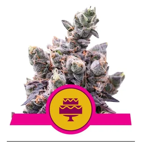 ROYAL QUEEN SEEDS - WEDDING GELATO FEM - 3 SEMI