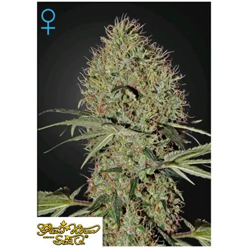GREEN HOUSE - SUPER BUD AUTOFIORENTE - 10 SEMI