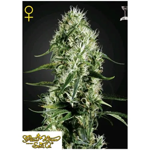 GREEN HOUSE SUPER SILVER HAZE 10 SEMI