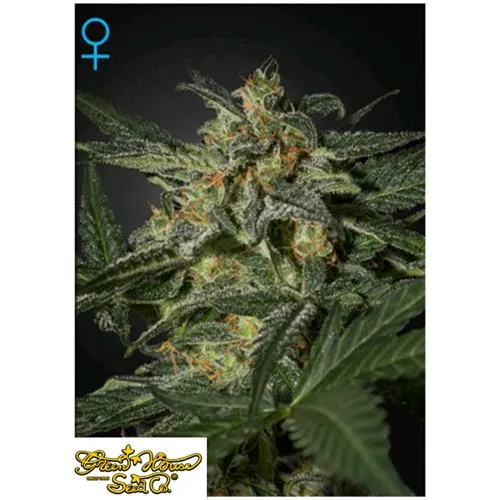 GREEN HOUSE WHITE WIDOW AUTO 10 SEMI