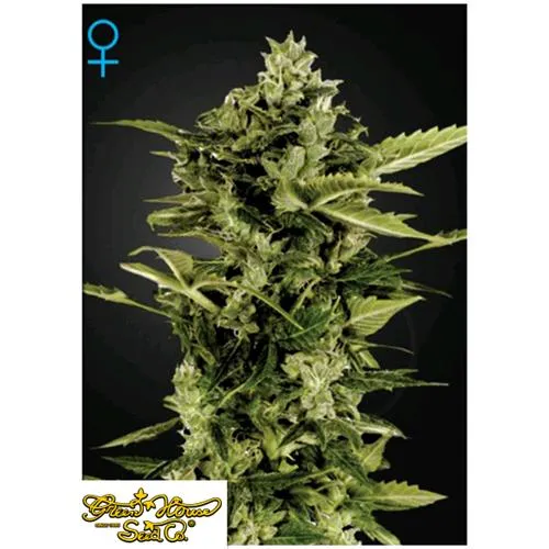 GREEN HOUSE - AUTO-BOMB AUTO - 1 SEME