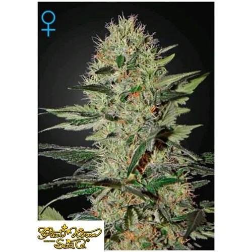 GREEN HOUSE - EXODUS CHEESE AUTO - 1 SEME