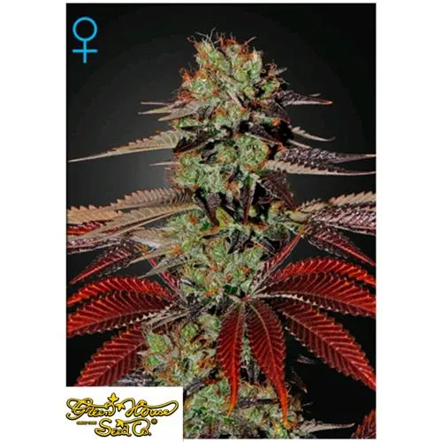 GREEN HOUSE - KING'S KUSH AUTO - 1 SEME