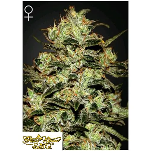 CASA VERDE - MOBY DICK - 1 SEME
