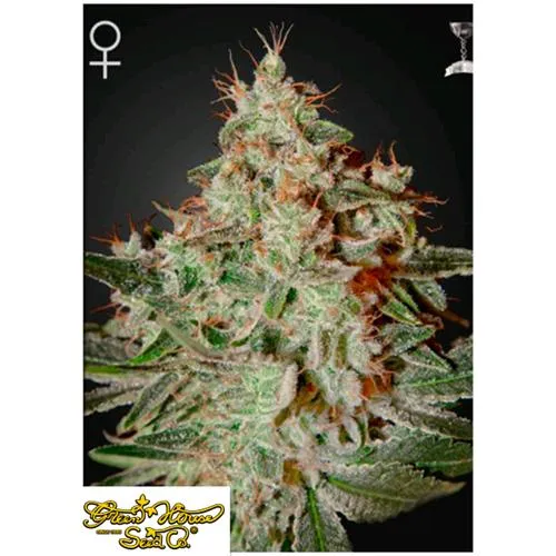 GREEN HOUSE - LEMON SKUNK - 1 SEME