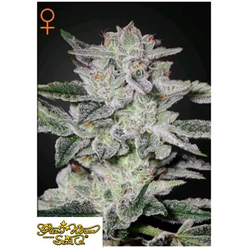 GREEN HOUSE - SWEET VALLEY KUSH - 3 SEMI