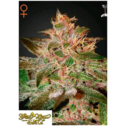 CASA VERDE - PURE KUSH - 1 SEME