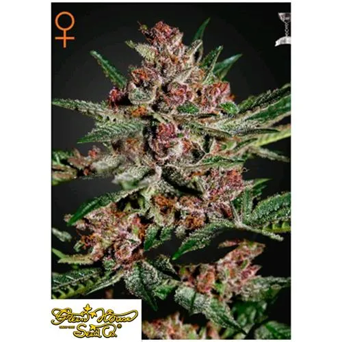 GREEN HOUSE - BUBBA KUSH FEM - 1 SEME