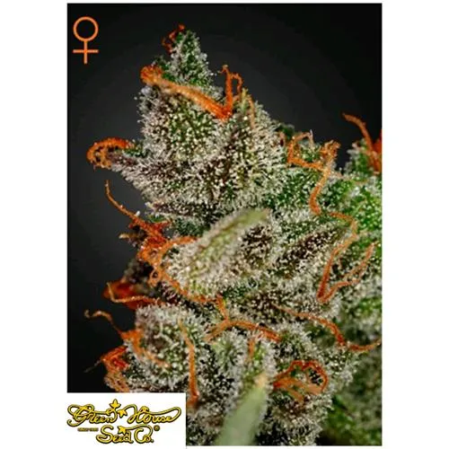 CASA VERDE - KING'S KUSH - 1 SEME