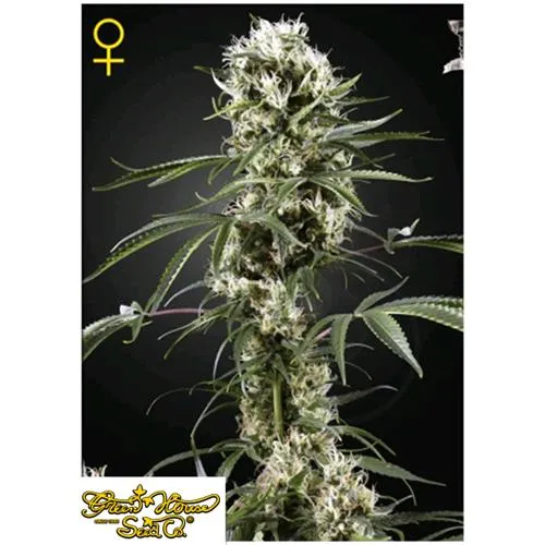 GREEN HOUSE - SUPER LEMON HAZE - 1 SEME