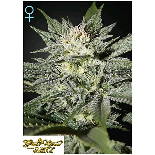 GREEN HOUSE - KING'S KUSH CBD - 10 SEMI