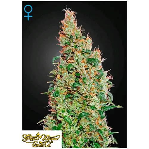 CASA VERDE - GREEN-O-MATIC - 10 SEMI