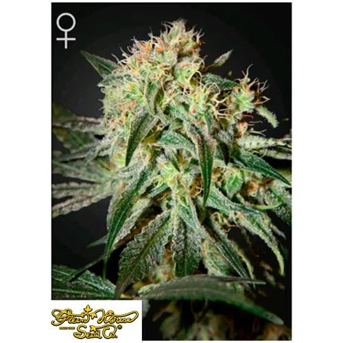 GREEN HOUSE - DAMN SOUR FEM - 10 SEMI