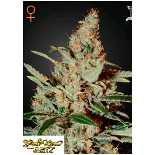 GREEN HOUSE - CHEMDOG FEM - 10 SEMI