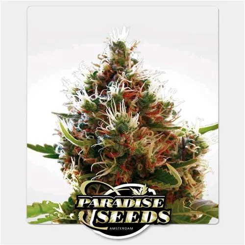 PARADISE SEEDS - LUCID BOLT FEMMINIZZATO - 10 SEMI