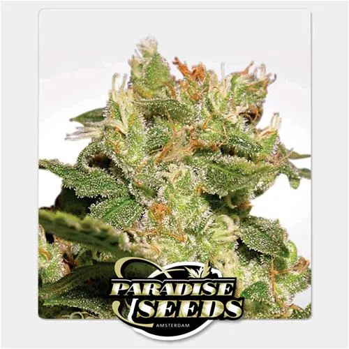 SEMI DI PARADISE - AUTO JACK - 10 SEMI