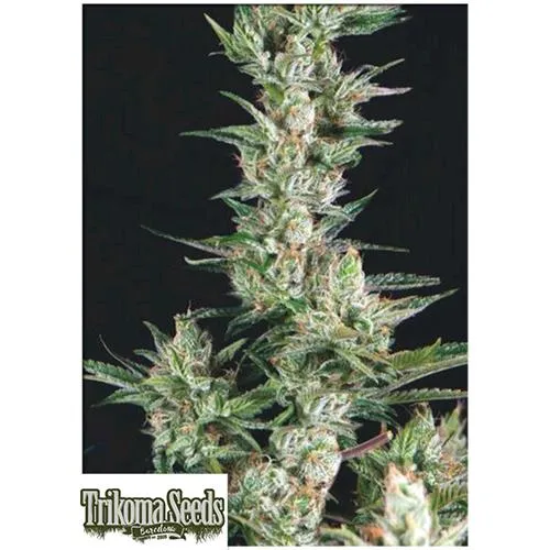 SEMI TRIKOMA - OG CONFIDENTIAL FEM - 5 SEMI