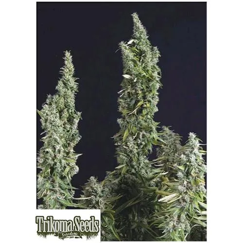 SEMI DI TRIKOMA - NICOLE OG KUSH FEM - 5 SEMI